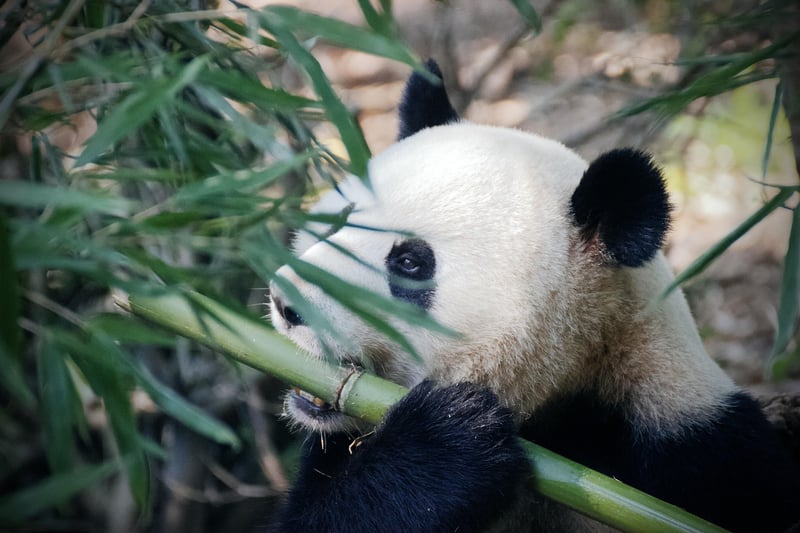 Bamboo Spouts