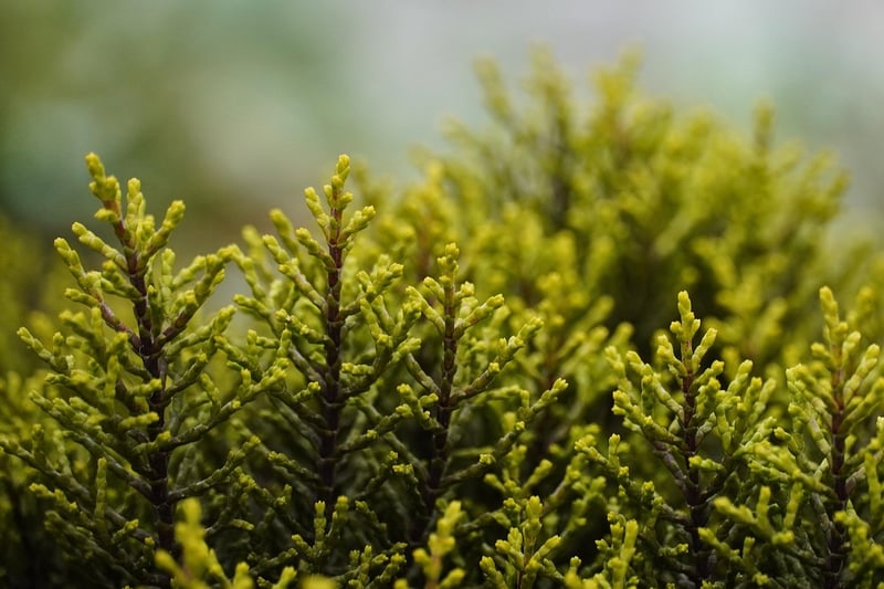 Flowering Shrubs