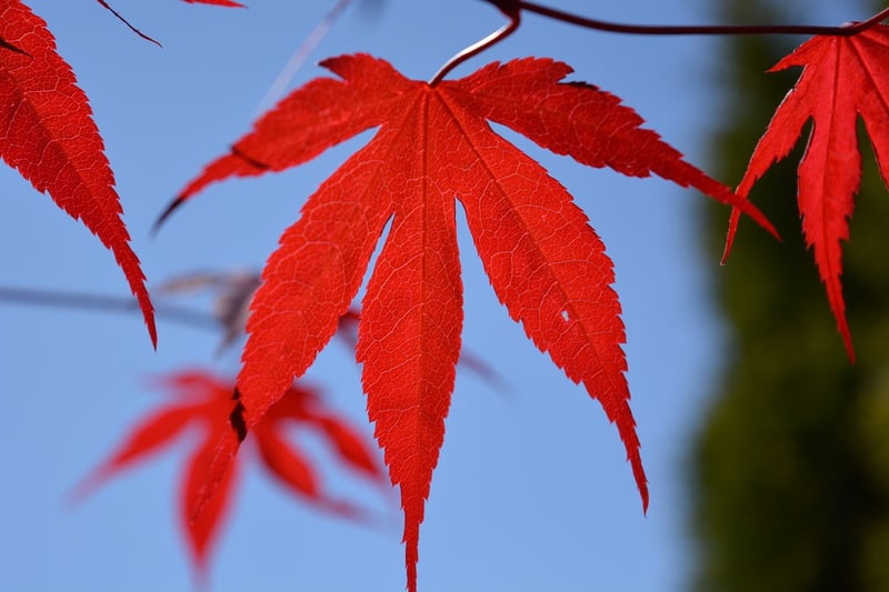 Maple Trees