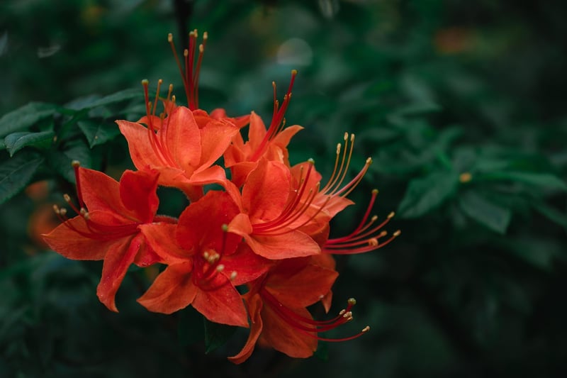 Azaleas