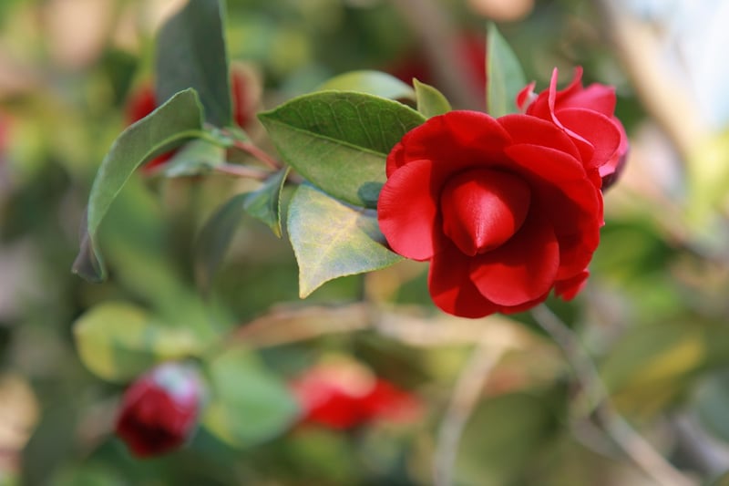 Camellias