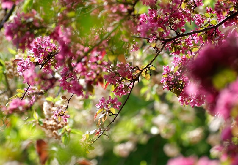 Cherry Blossoms
