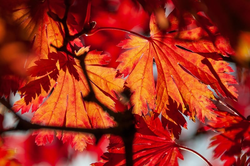 Japanese Maple