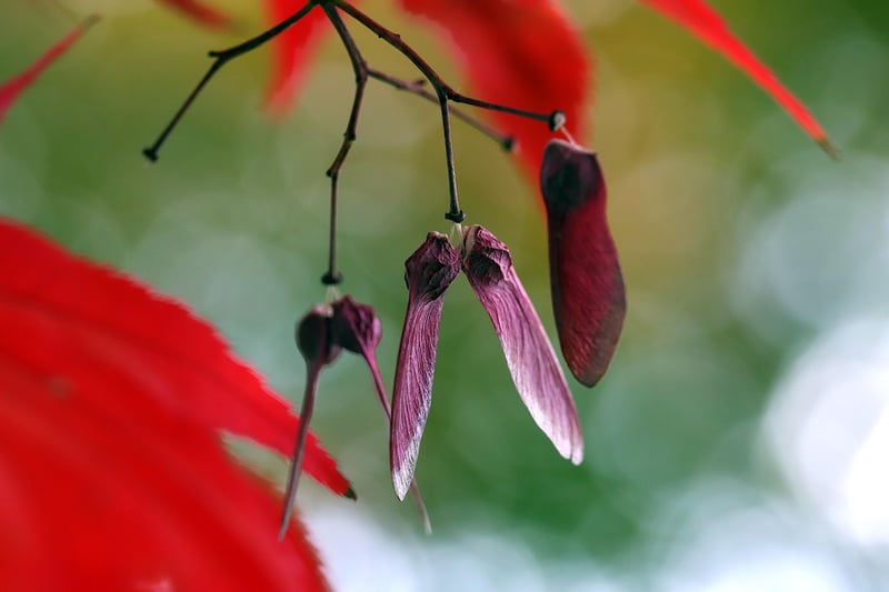 Maple Tree in Zen Garden