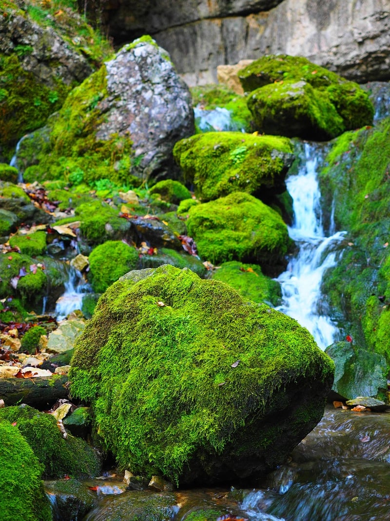 Moss Garden