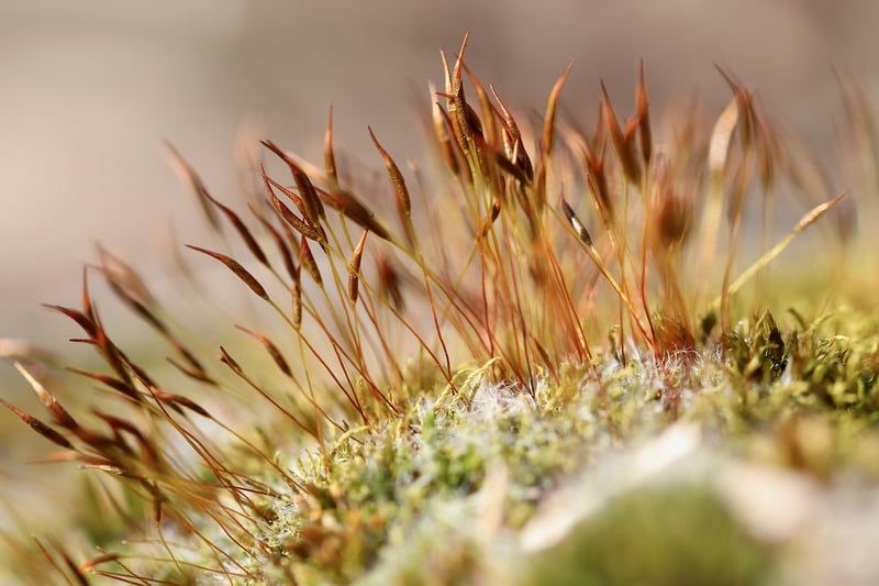Moss Garden